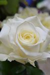 Hvid Rose Langstilket ( 1 stk indpakket i cellofan )